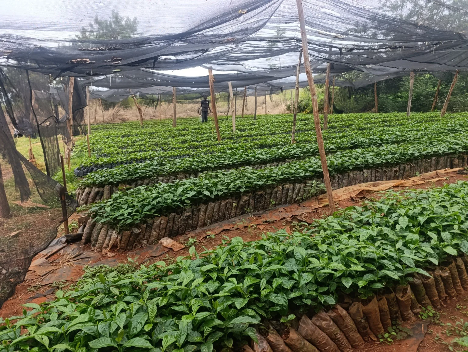 Coffee nursery at Kinondo Farm