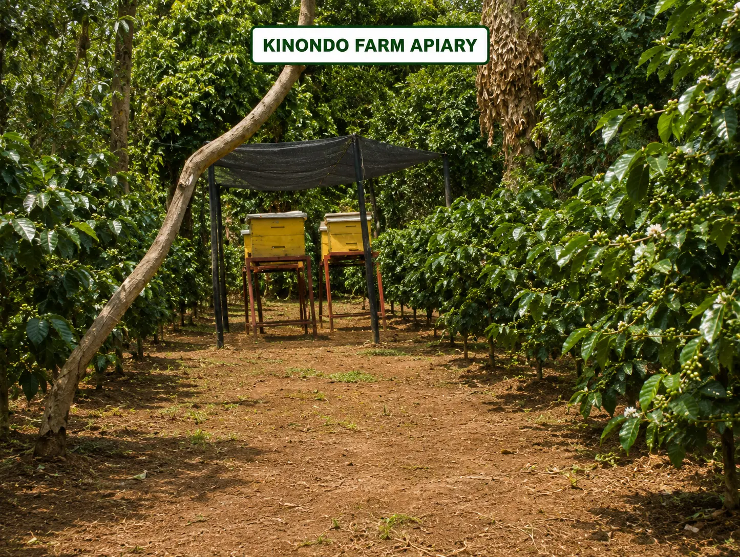 Beehives under shade net among coffee plants at Kinondo Farm