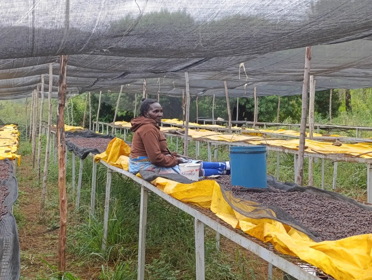 Coffee drying at Kinondo Farm in Embu, Kenya